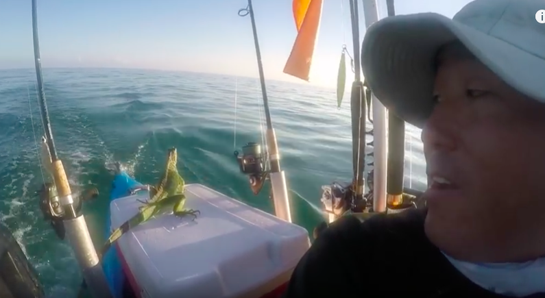 Top Bloke Finds Iguana 4 Miles Out to Sea, Takes Him To Safety