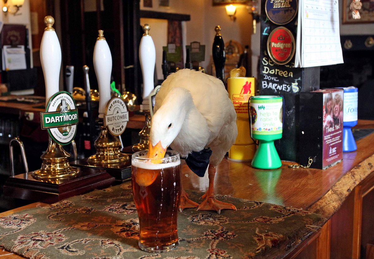 This Duck Is A Regular At The Pub, He Drinks Pints & Picks Fights