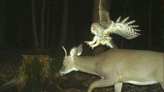 These Trail Cameras Captured a Little More Than Anyone Could Have Intended