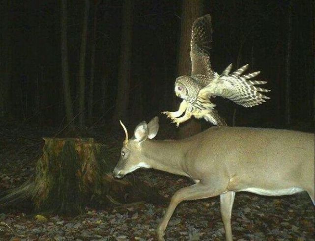 These Trail Cameras Captured a Little More Than Anyone Could Have Intended