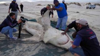 Dead Sharks Are Washing Up With Their Livers Removed