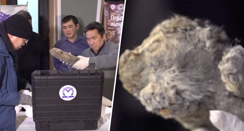 Scientists Plan Cloning This Perfectly Preserved 50,000 Year Old Extinct Lion