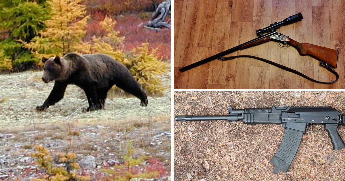 Russian Bear Currently on the Loose Carrying Two Guns Stolen From Hunter