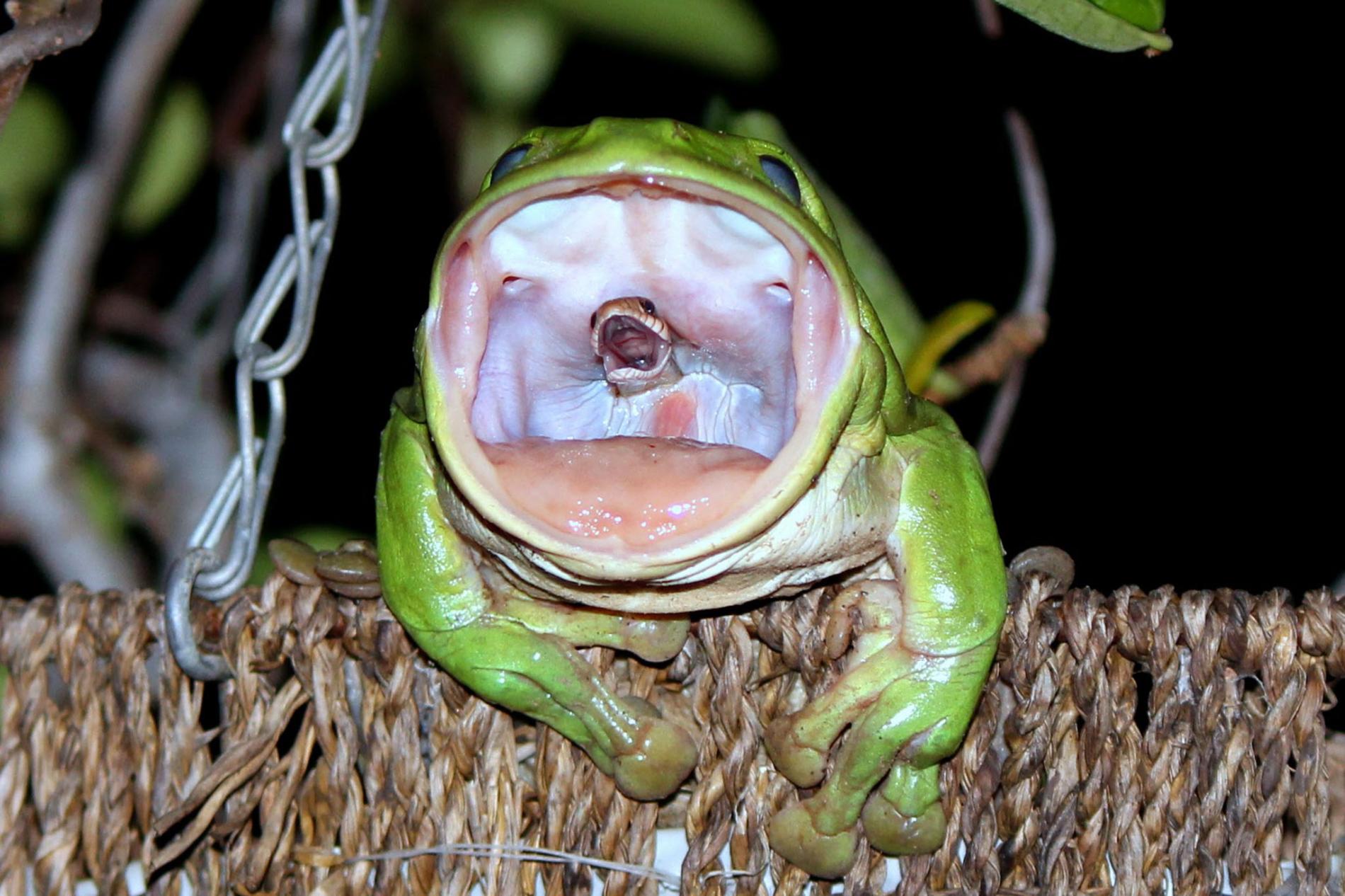 Photographer Reveals The Story Behind THAT Photo Of The Snake-eating Frog