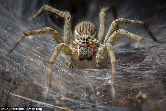 Study Shows Spiders Could Wipe Out The Human Race In One Year