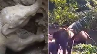 Mother Elephant ‘Salutes’ Rescuers Who Saved Her Baby