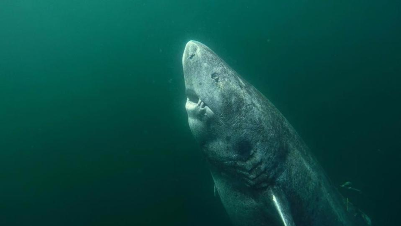 Scientists Catch A 500 Year Old Shark