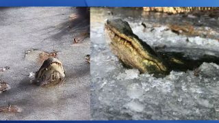 Here’s The Survival Mechanism That Allows Alligators To Live In Freezing Ponds