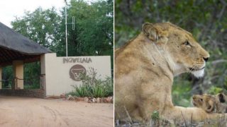 Lions Maul Poacher Hunting Them, Then Leave Ironic ‘Trophy’ Behind