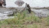 Hippos save a wilderbeast from the clutches of two crocs in South Africa
