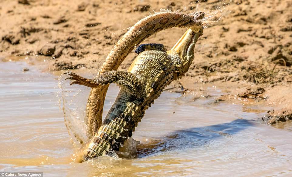 Photographer captures crocodile tussling with a deadly viper in epic battle in Sri Lanka