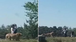 Family tries to outrun cheetahs after getting out of car in Safari park