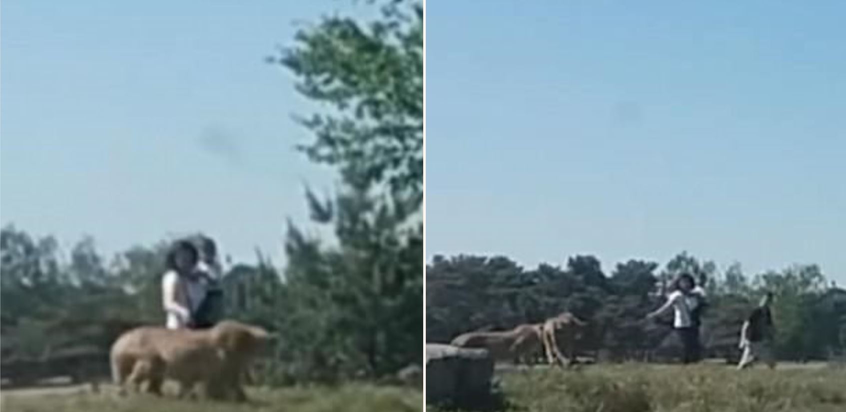 Family tries to outrun cheetahs after getting out of car in Safari park