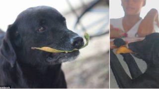 Genius dog invents his own currency