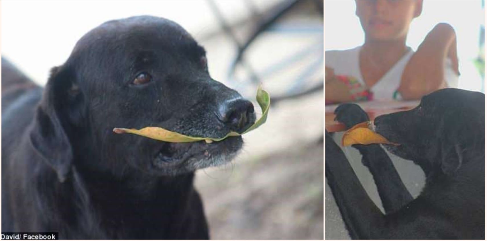 Genius dog invents his own currency