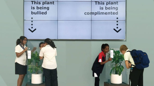 IKEA asked students to bully a plant for 30 days to see whether it would wither