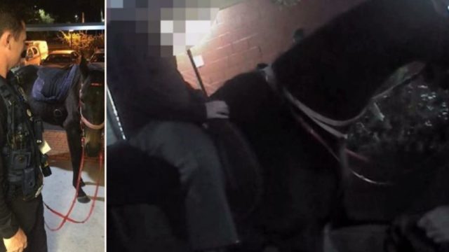 Ozzy Sheila Arrested for Getting Pissed and Riding Her Horse to the Bottlo