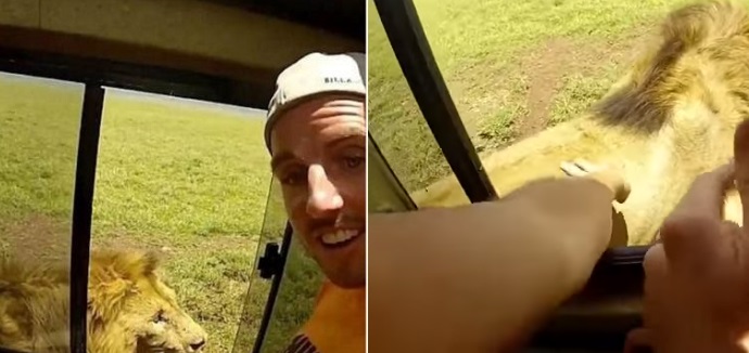 Safari tourist attempts to pat wild lion from car window, instantly regrets it