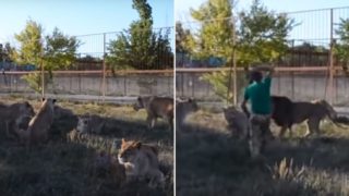 Zoo Director Breaks Up A Lion Lion With His ‘Magic’ Slipper