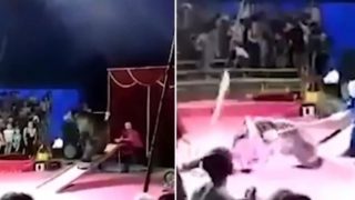 Skateboarding Russian circus bear says “nah f**k you” and attacks its keepers