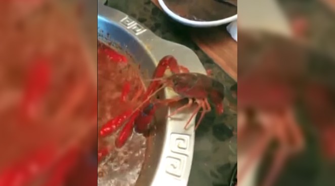 Crayfish amputates own claw to avoid becoming lunch