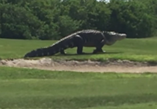 Big F*ck Off Alligator casually strolls across golf course