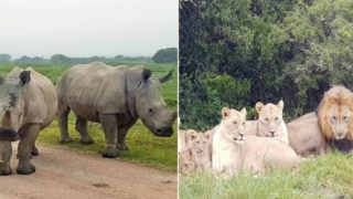 Poachers eaten alive by lions after illegally breaking in to target rhinos