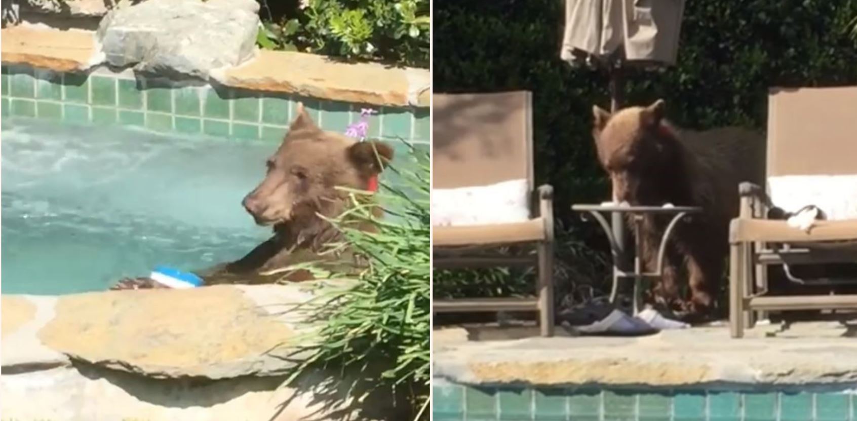 Awesome bear goes for a swim in blokes backyard, drinks margeritas, then takes a nap