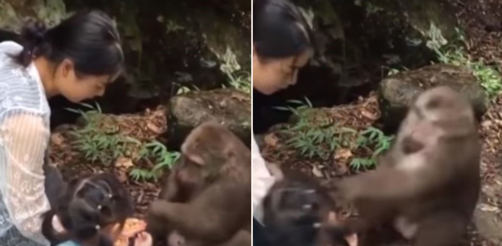 Monkey punches girl in the face at zoo after taunting him