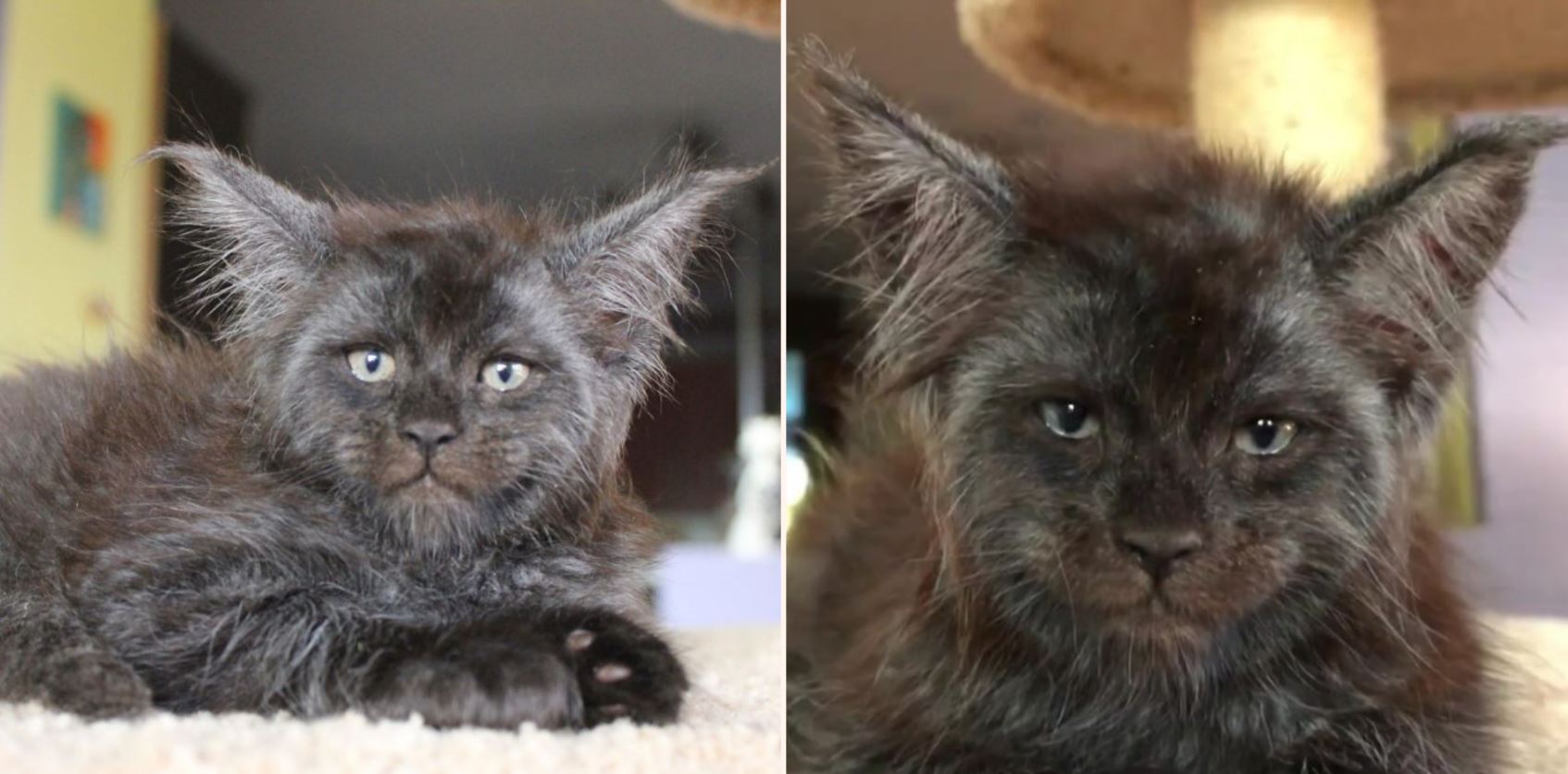 This cat with a human-like face is going viral