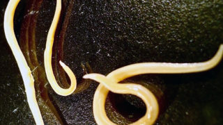 Worms frozen in permafrost for over 40,000 years brought back to life by scientists