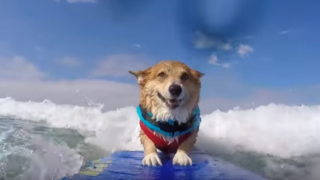 Legendary dog surfs as therapy to recover from attack that scarred him