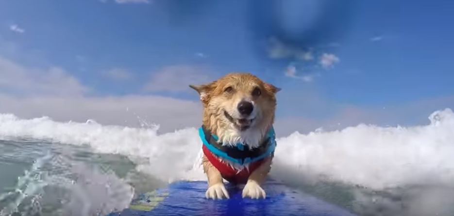 Legendary dog surfs as therapy to recover from attack that scarred him