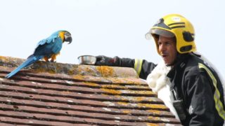 Parrot tells fire fighters to f**k off during rooftop rescue attempt