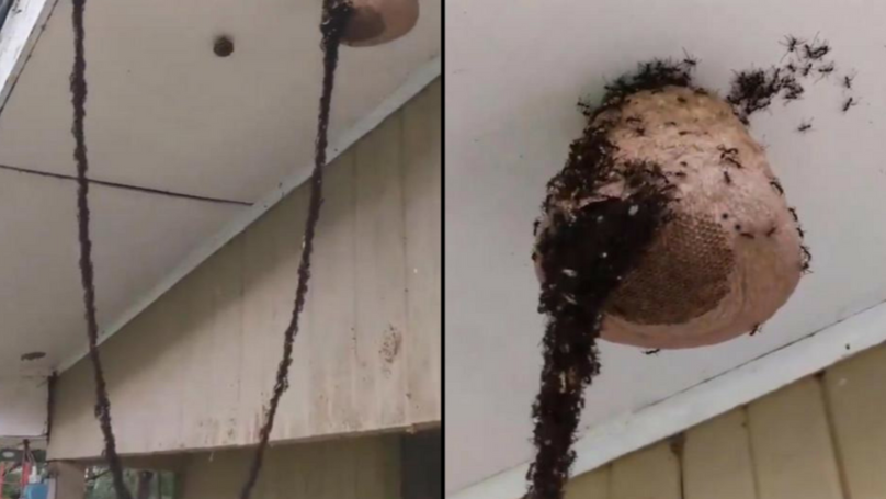 Group of ants build a f*cken bridge to attack wasps and steal their honey