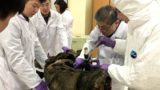 Russia is opening a Jurassic Park-Style cloning facility to revive extinct species