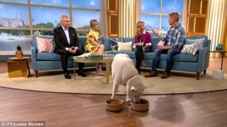 Vegetarian dog embarrasses the f*ck out of his owner on live TV