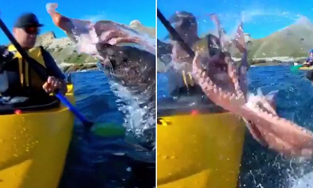 Seal slaps the f*cken shit out of noisy kayaker with an octopus