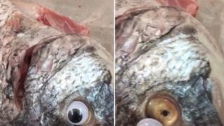 Dodgy store caught selling fish with fake googly eyes stuck on