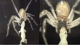 Huge huntsman spider devours a f*cken gecko