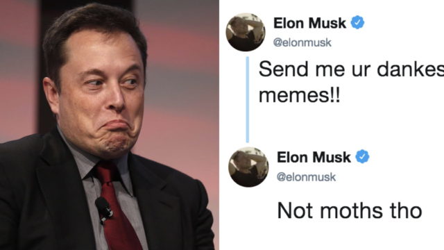 elon musk asks twitter to send him dank memes it backfires