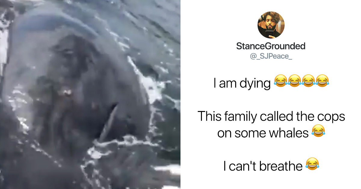 Ridiculous family calls the cops on whales while sailing