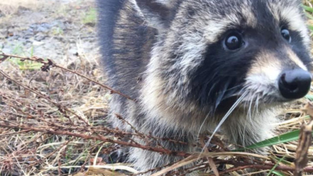 Raccoons suspected of having rabies were actually just drunk as f**k