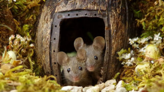 Man discovers a family of mice living in his backyard, builds them an epic village