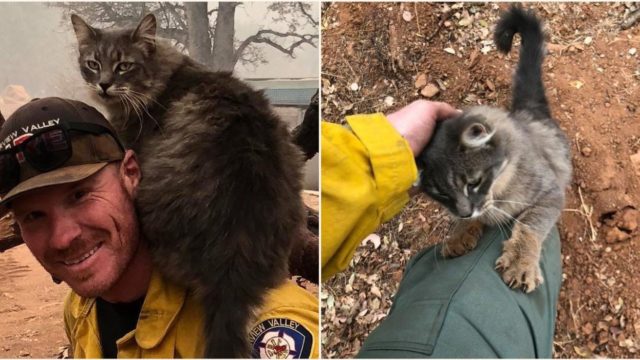 Legendary firefighter rescues cat from US wildfire, now she won’t leave him alone