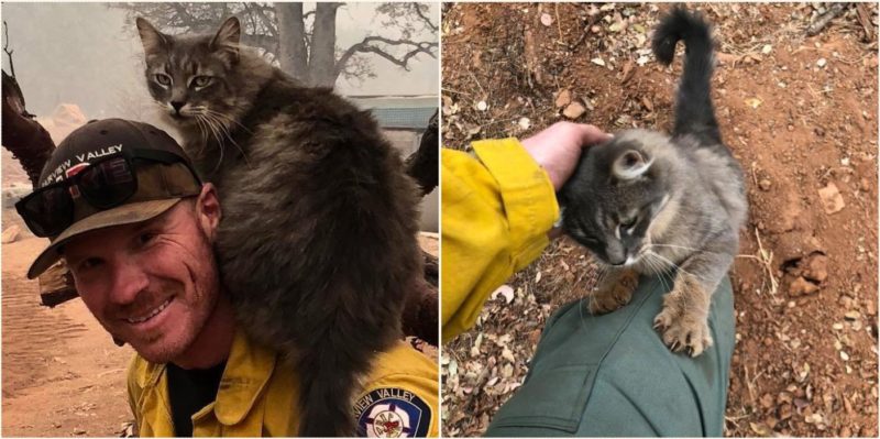 Legendary firefighter rescues cat from US wildfire, now she won’t leave him alone