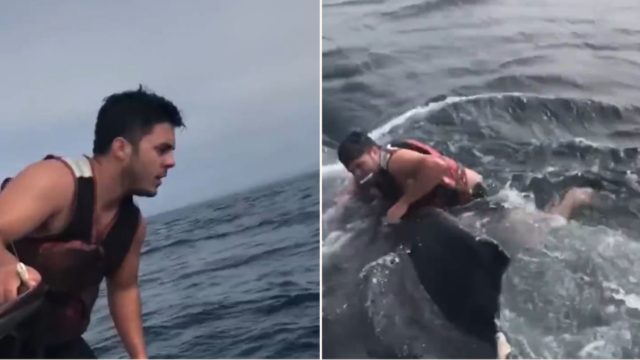 Fisherman jumps on entangled whale’s back, cuts it free