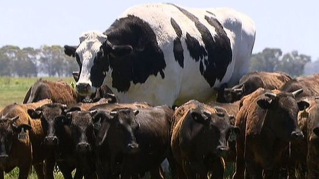 F**k off big cow is too big to be slaughtered