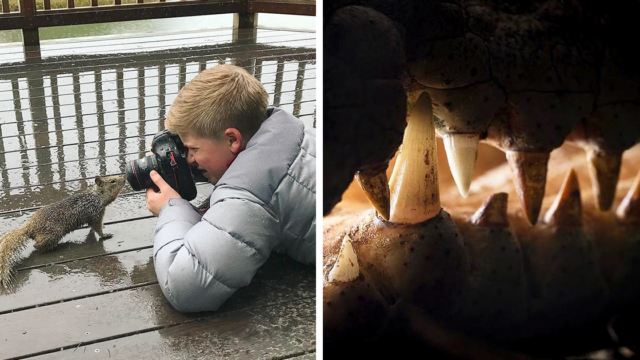 Steve Irwin’s son Bob is an award winning photographer