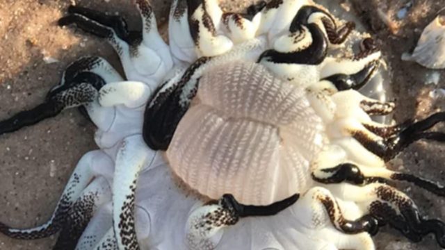 Weird alien looking creature washed up on Ozzy beach